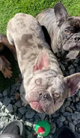 Paola, a female French Bulldog for sale in Tracy, CA – 2 of 4