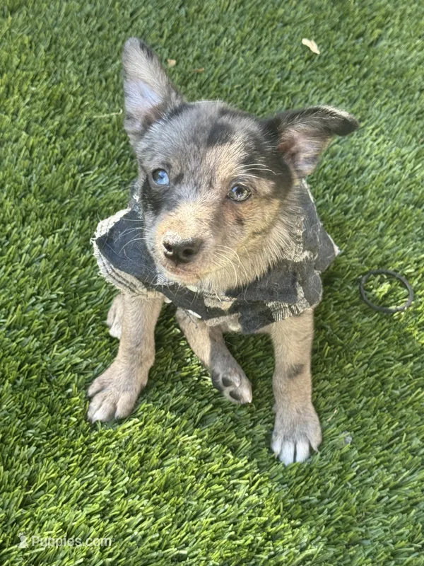 Copper – Chihuahua, Pomeranian puppy for sale in Tracy, CA