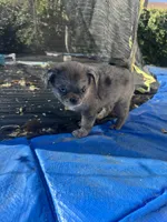 Mochi, a female Pomeranian and Pug for sale in Tracy, CA – 2 of 3