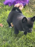 Nala, a female Chihuahua for sale in Tracy, CA – 2 of 6
