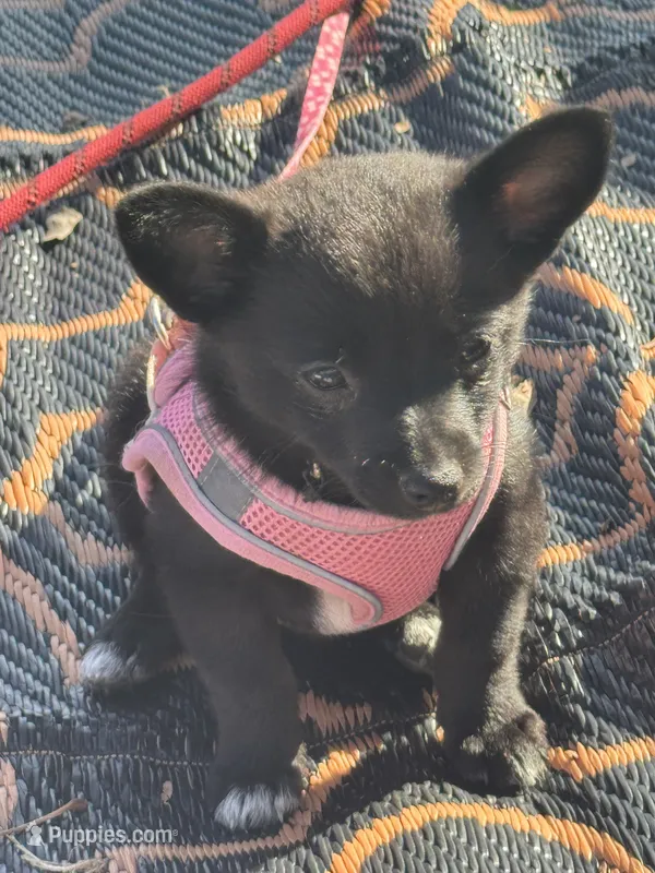 Nala – Chihuahua, Pomeranian puppy for sale in Tracy, CA