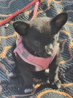 Nala, a male Chihuahua and Pomeranian for sale in Tracy, CA – 1 of 4