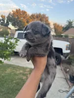 Milo, a male Chihuahua and Pomeranian for sale in Tracy, CA – 2 of 2