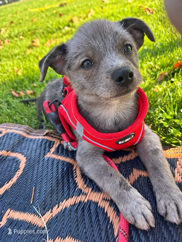 Copper – Chihuahua, Pomeranian puppy for sale in Tracy, CA