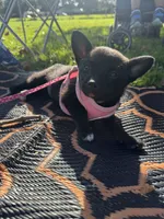 Nala, a male Chihuahua and Pomeranian for sale in Tracy, CA – 4 of 4