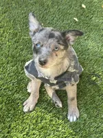 Copper, a male Chihuahua and Pomeranian for sale in Tracy, CA – 2 of 2