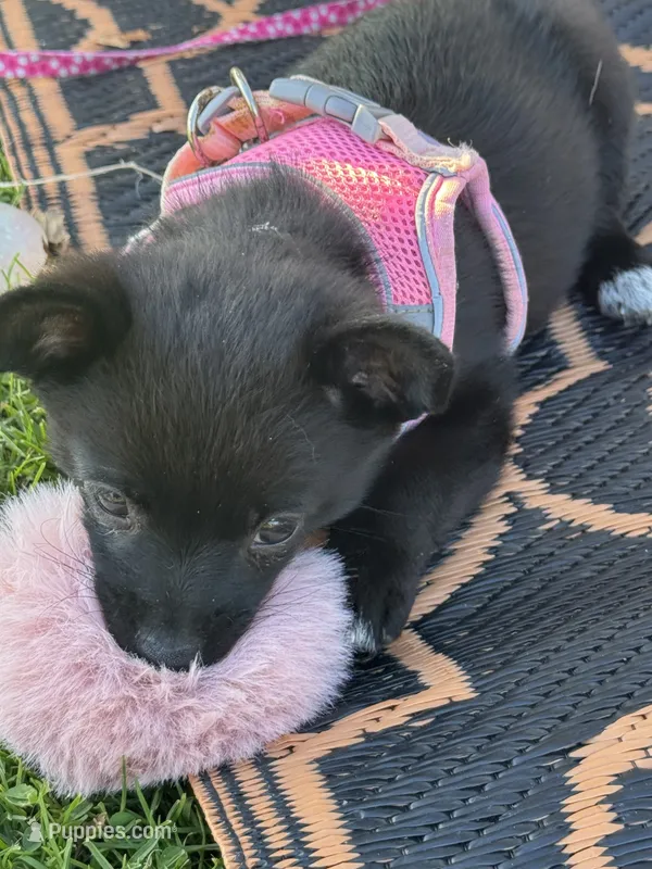 Nala – Chihuahua puppy for sale in Tracy, CA