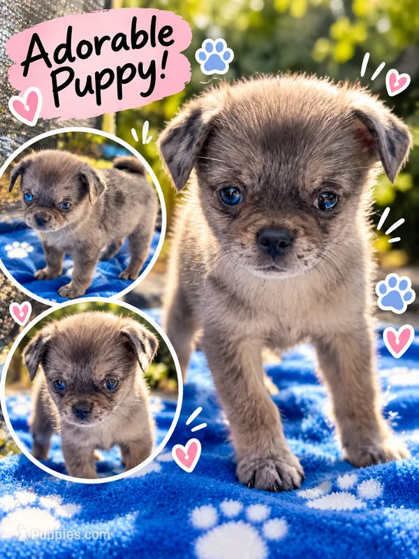 Mochi – Pug puppy for sale in Tracy, CA