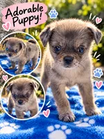 Mochi, a female Pug for sale in Tracy, CA – 1 of 1