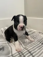 Peanut’s Male Puppy, a male Boston Terrier for sale in Suffolk, VA – 4 of 5