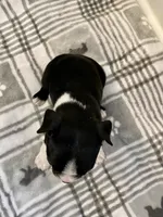 Peanut’s Female 3 Puppy, a female Boston Terrier for sale in Suffolk, VA – 3 of 3