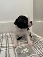 Peanut’s Female 1 Puppy, a female Boston Terrier for sale in Suffolk, VA – 5 of 5