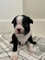 Peanut’s Female 2 Puppy, a female Boston Terrier for sale in Suffolk, VA – 2 of 4