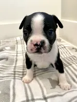 Peanut’s Male Puppy, a male Boston Terrier for sale in Suffolk, VA – 2 of 5