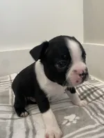 Peanut’s Male Puppy, a male Boston Terrier for sale in Suffolk, VA – 3 of 5