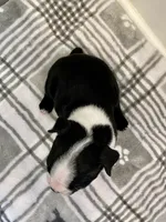 Peanut’s Female 2 Puppy, a female Boston Terrier for sale in Suffolk, VA – 3 of 4