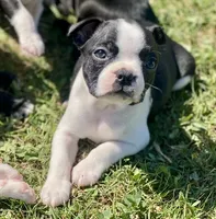 Peanut’s Female 1 Puppy, a female Boston Terrier for sale in Suffolk, VA – 2 of 5
