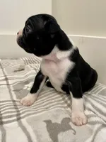 Peanut’s Female 2 Puppy, a female Boston Terrier for sale in Suffolk, VA – 4 of 4