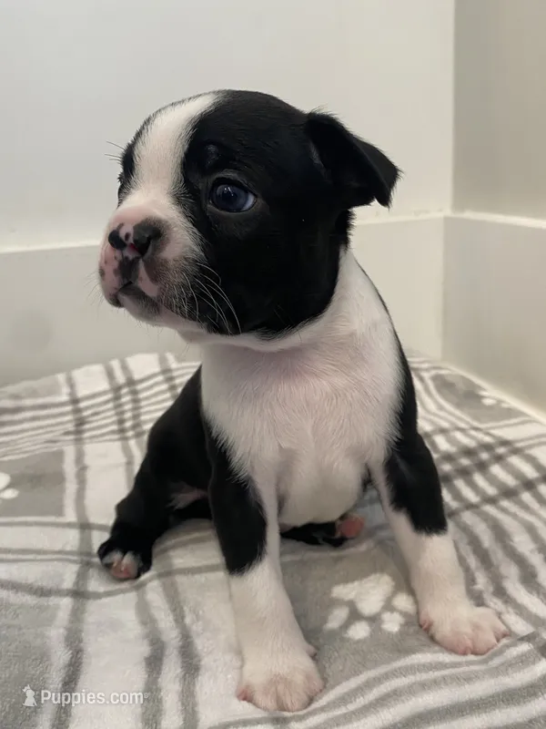 Peanut’s Male Puppy – Boston Terrier puppy for sale in Suffolk, VA