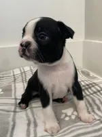 Peanut’s Male Puppy, a male Boston Terrier for sale in Suffolk, VA – 1 of 5