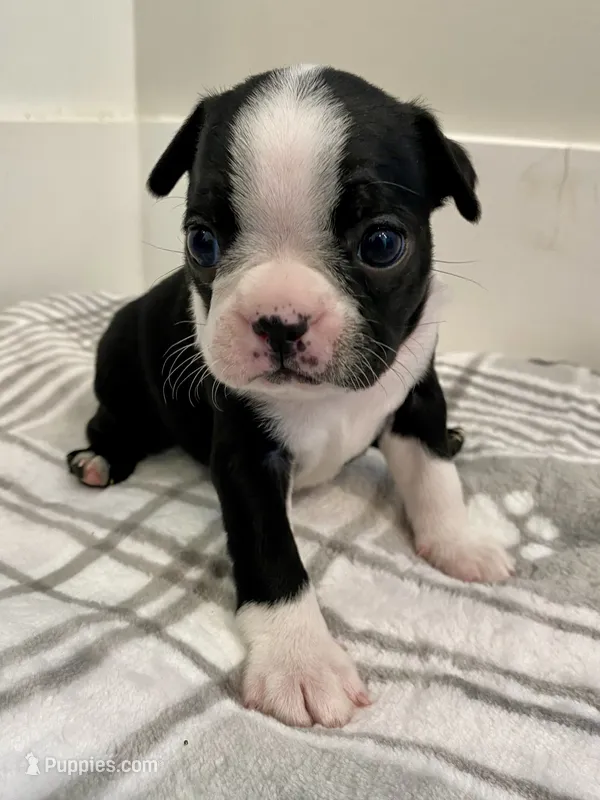 Peanut’s Female 2 Puppy – Boston Terrier puppy for sale in Suffolk, VA