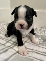 Peanut’s Female 2 Puppy, a female Boston Terrier for sale in Suffolk, VA – 1 of 4