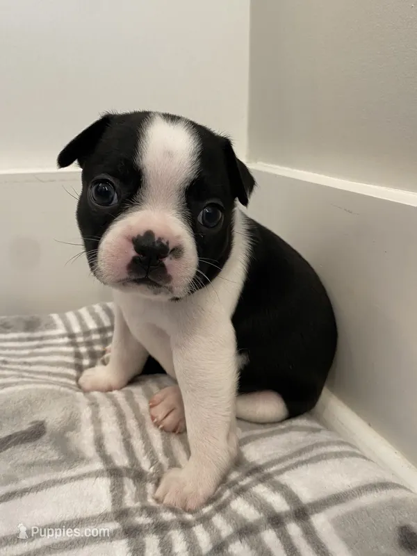 Peanut’s Female 1 Puppy – Boston Terrier puppy for sale in Suffolk, VA