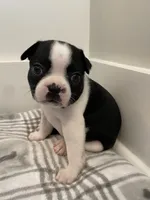 Peanut’s Female 1 Puppy, a female Boston Terrier for sale in Suffolk, VA – 1 of 5