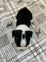 Peanut’s Female 1 Puppy, a female Boston Terrier for sale in Suffolk, VA – 4 of 5