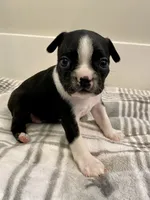 Peanut’s Female 3 Puppy, a female Boston Terrier for sale in Suffolk, VA – 1 of 3