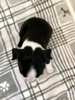 Peanut’s Male Puppy, a male Boston Terrier for sale in Suffolk, VA – 5 of 5