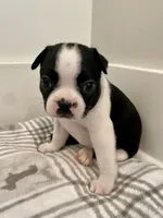 Peanut’s Female 1 Puppy, a female Boston Terrier for sale in Suffolk, VA – 3 of 5