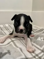 Peanut’s Female 3 Puppy, a female Boston Terrier for sale in Suffolk, VA – 2 of 3