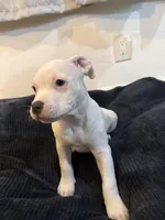 Whitey, a female American Bully for sale in Fort Lauderdale, FL – Photo 4 of 4