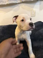 Whitey, a female American Bully for sale in Fort Lauderdale, FL – Photo 2 of 4