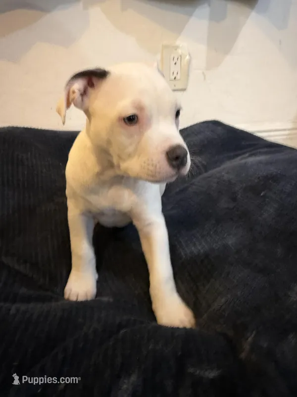 Whitey – American Bully puppy for sale in Fort Lauderdale, FL