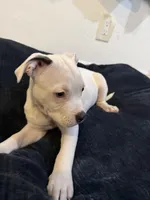 Whitey, a female American Bully for sale in Fort Lauderdale, FL – Photo 3 of 4