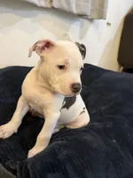 Eary, a male American Bully for sale in Fort Lauderdale, FL – Photo 3 of 5