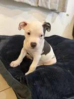 Eary, a male American Bully for sale in Fort Lauderdale, FL – Photo 2 of 5