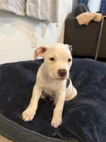 Eary, a male American Bully for sale in Fort Lauderdale, FL – Photo 5 of 5