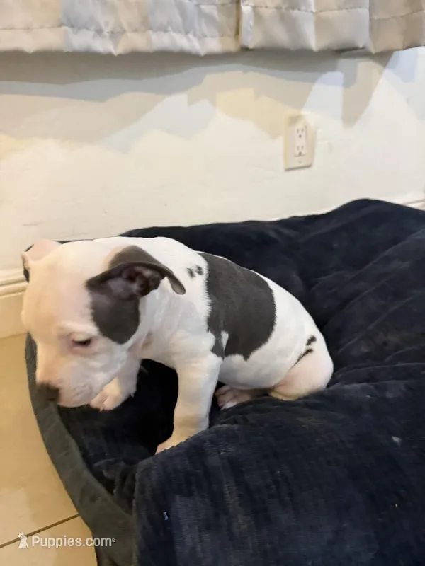 Eary – American Bully puppy for sale in Fort Lauderdale, FL