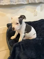 Eary, a male American Bully for sale in Fort Lauderdale, FL – Photo 4 of 5