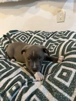 Paw, a male American Bully for sale in Fort Lauderdale, FL – Photo 2 of 5