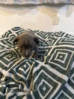 Paw, a male American Bully for sale in Fort Lauderdale, FL – Photo 5 of 5