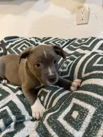 Paw, a male American Bully for sale in Fort Lauderdale, FL – Photo 3 of 5