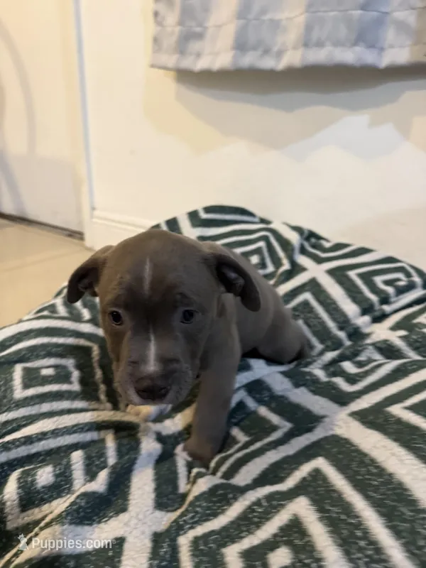 Paw – American Bully puppy for sale in Fort Lauderdale, FL