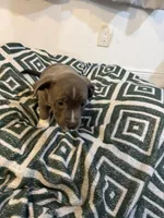 Paw, a male American Bully for sale in Fort Lauderdale, FL – Photo 4 of 5