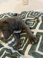 Grayish, a male American Bully for sale in Fort Lauderdale, FL – Photo 3 of 5