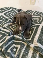 Grayish, a male American Bully for sale in Fort Lauderdale, FL – Photo 5 of 5