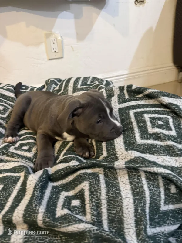 Grayish – American Bully puppy for sale in Fort Lauderdale, FL
